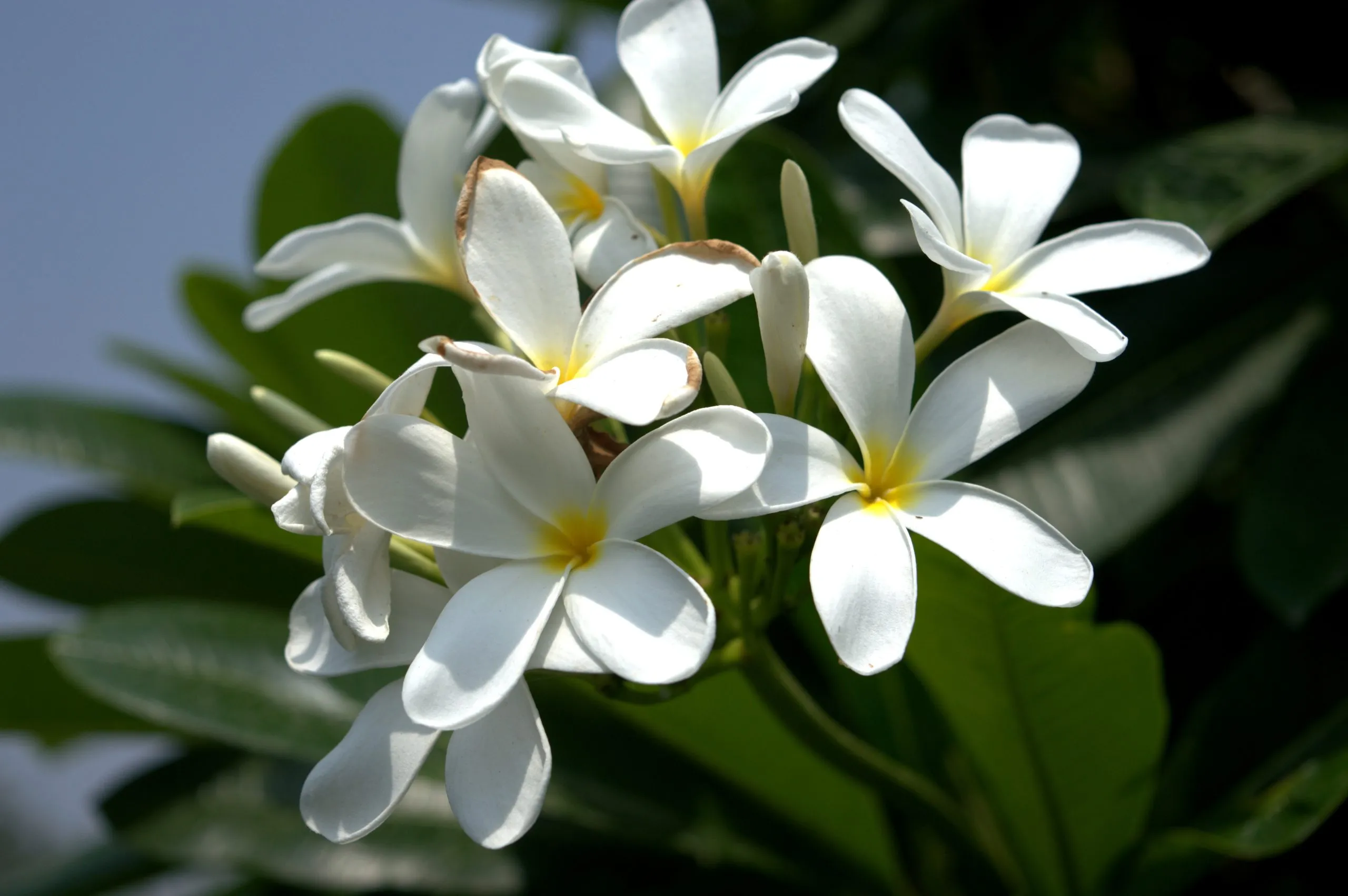 A Song as a Tribute to ‘Abdu’l-Bahá